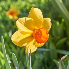 Obraz premium One yellow narcissus