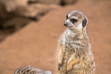 Fototapeta premium Meerkat in the desert
