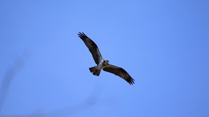 Fototapeta na wymiar Osprey