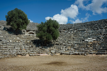 Olive trees grown from between the seats of an antique amphithea