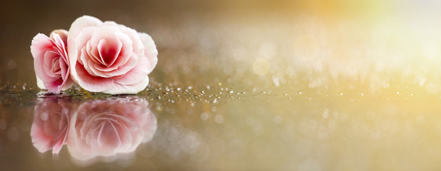 Valentinstag-Grußkarte mit weicher rosafarbener Rosenblume © Reddogs