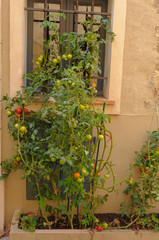 Fototapeta na wymiar Tomato plant growing outdoors in Valbonne, France