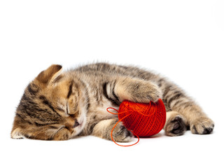 Tabby Scottish kitten sleeps with a ball of threads