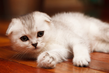 small and beautiful tabby kitten indoor