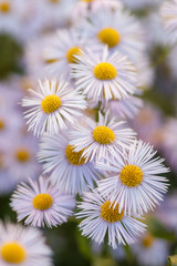 chamomile