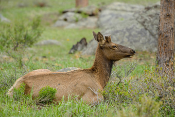 Resting Young Elk - Sideview of a young male elk, with new growing velvet covered antlers, resting at hillside meadow in Rocky Mountain National Park, Estes Park, Colorado, USA.