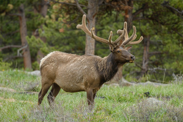 Bull Elk - Full sideview of a Bull Elk, with velvet covered antlers, in a Spring pine forest at Rocky Mountain National Park, Estes Park,Colorado, USA.