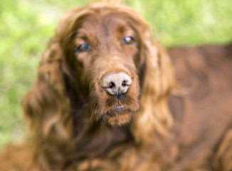 Nose of a funny dog - closeup portrait
