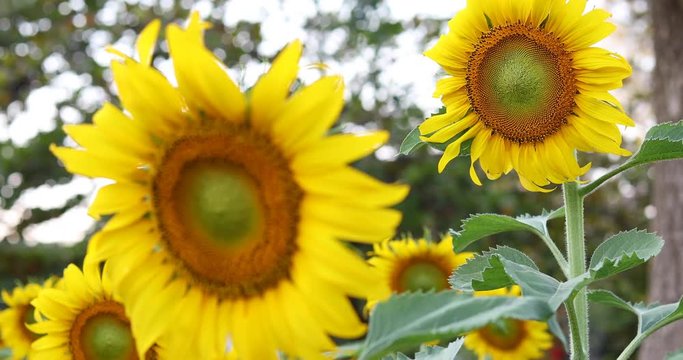 beautiful sunflower blooming in flower garden