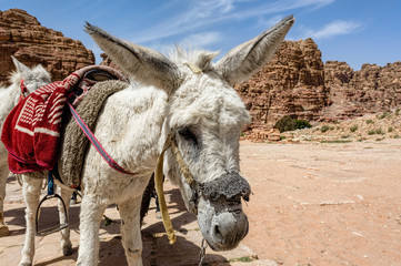 White saddled donkey with beautiful black eyes