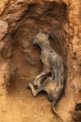 Naklejka premium mummified cats
