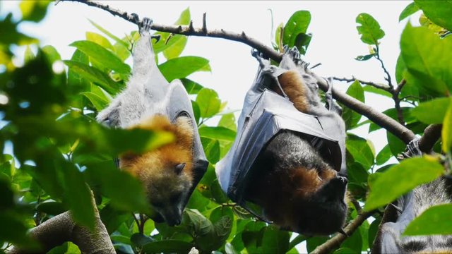 a baby fruit bat with its mother