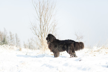Newfoundland playing in the snow.