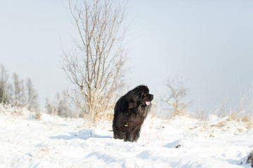 Newfoundland playing in the snow.