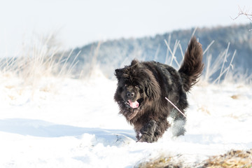 Newfoundland playing in the snow.