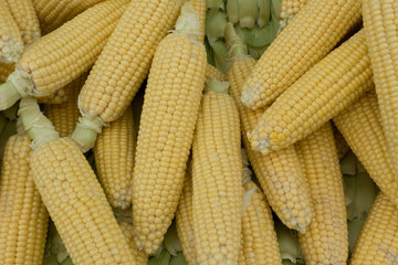 Raw Corns and cobs Stacked on Market Stall in Istanbul
