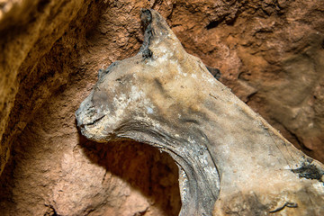 Naklejka premium mummified cats