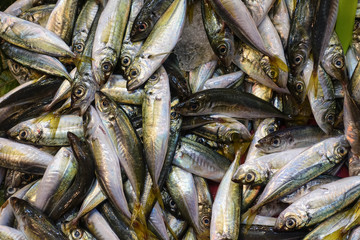 Fresh Fish Heap on Market Stall Resdy For Sale