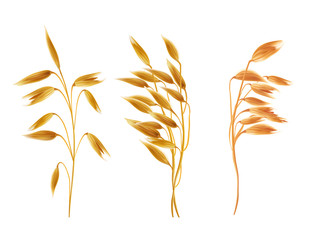 Realistic oat ears with grains set. Detailed cereal plants, agriculture industry organic crop products for oat groats flakes, oatmeal packaging design. Vector isolated illustration, white background © vectorpocket
