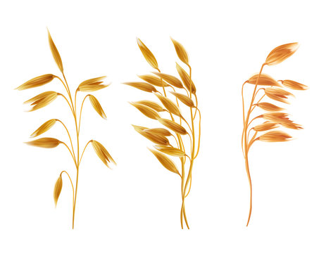Realistic oat ears with grains set. Detailed cereal plants, agriculture industry organic crop products for oat groats flakes, oatmeal packaging design. Vector isolated illustration, white background
