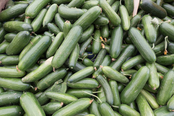 Ripe Fresh Organic Cucumber Heap on Market Stall