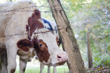cow looks under the barbed wire