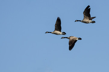 Three Canada Geese Flying in a Blue Sky