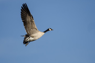 Lone Canada Goose Flying in a Blue Sky