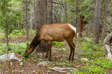 Elk In Forest - A young elk feeding in a dense evergreen forest, Rocky Mountain National Park, Colorado, USA.