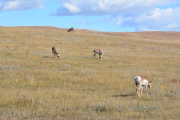 Pronghorn grazing in Custer S.D.