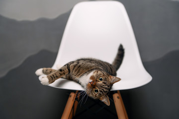 Funny home cat with big yellow eyes lies on a white chair indoor. - Powered by Adobe