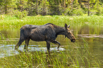 Mountain Moose - An adult female wild moose walking in a mountain wetland near Bierstadt Lake, Rocky Mountain National Park, Colorado, USA.
