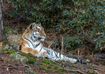 Siberian tiger, Panthera tigris altaica, resting in the forest. Zoo.