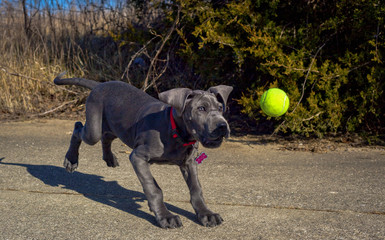 A young blue colored great Dane puppy attempts to catch a tennis ball in mid air