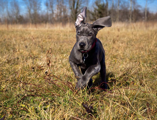 An adorable blue colored great Dane puppy runs towards the viewer in an open field