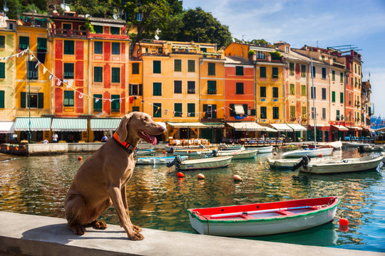 The dog in Portofino