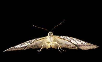 The angry-looking clipper butterfly, Parthenos sylvia, is ready to fly. Front view shows lighten big eyes, antennas and wings. The butterfly is isolated on black background