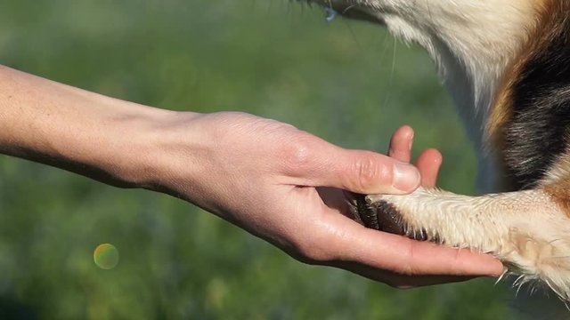 A dog of the Welsh Corgi breed Pembroke, sits on the green grass and gives his paw to its owner.