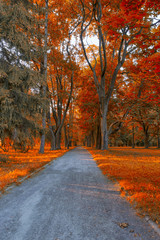 The English Park and Alley in Nesvizh Castle Complex and Historical Museum.