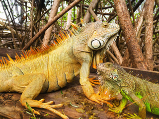 Iguana at  mangrove swamp