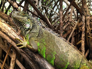 Iguana at  mangrove swamp