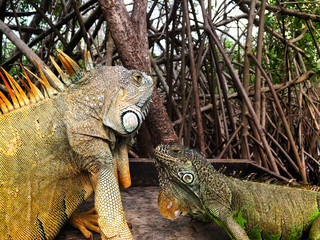 Iguana at  mangrove swamp