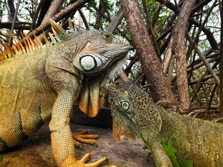 Iguana at  mangrove swamp