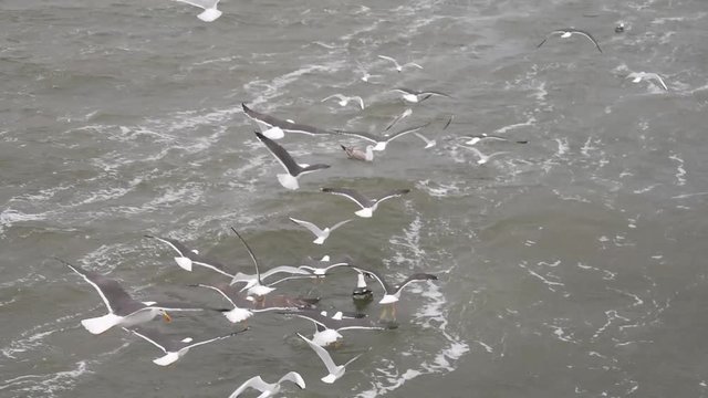Moltissimi gabbiani volano intorno al peschereccio