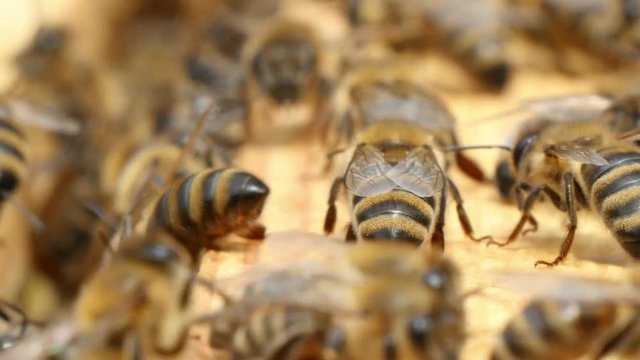 Hundreds of bees buzz and hum inside of their behive in summer. They brought tender pollen and turn in gradually in a delicious honey.