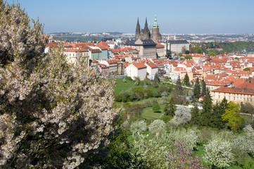 Obraz premium Prague castle and Mala Strana from Seminarska Garden in Prague, Czech republic