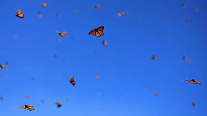Millions of Monarch Butterflies, Michoacan, Mexico