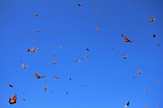 Millions of Monarch Butterflies, Michoacan, Mexico