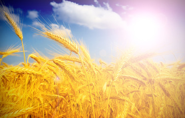 wheat field at the sunset