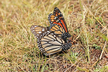 Monarch Butterflies mating, Michoacan, Mexico